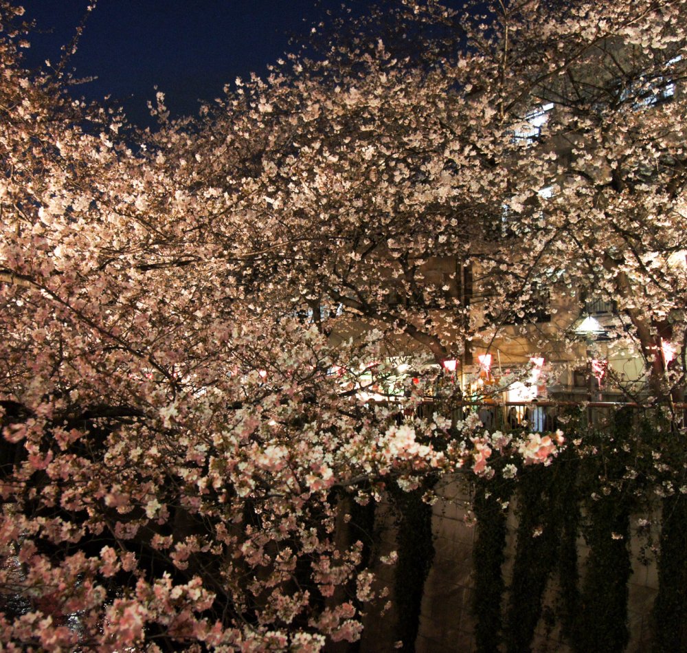  Naka Meguro-gawa à Shibuya (Tokyo), Branches de cerisiers en fleurs au-dessus de la rivière