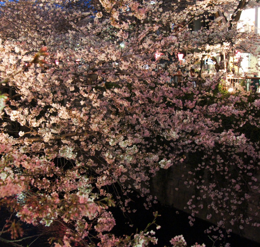 Naka Meguro-gawa à Shibuya (Tokyo), Branches de cerisiers en fleurs au-dessus de la rivière Naka Meguro-gawa à Shibuya (Tokyo), Branches de cerisiers en fleurs au-dessus de la rivière