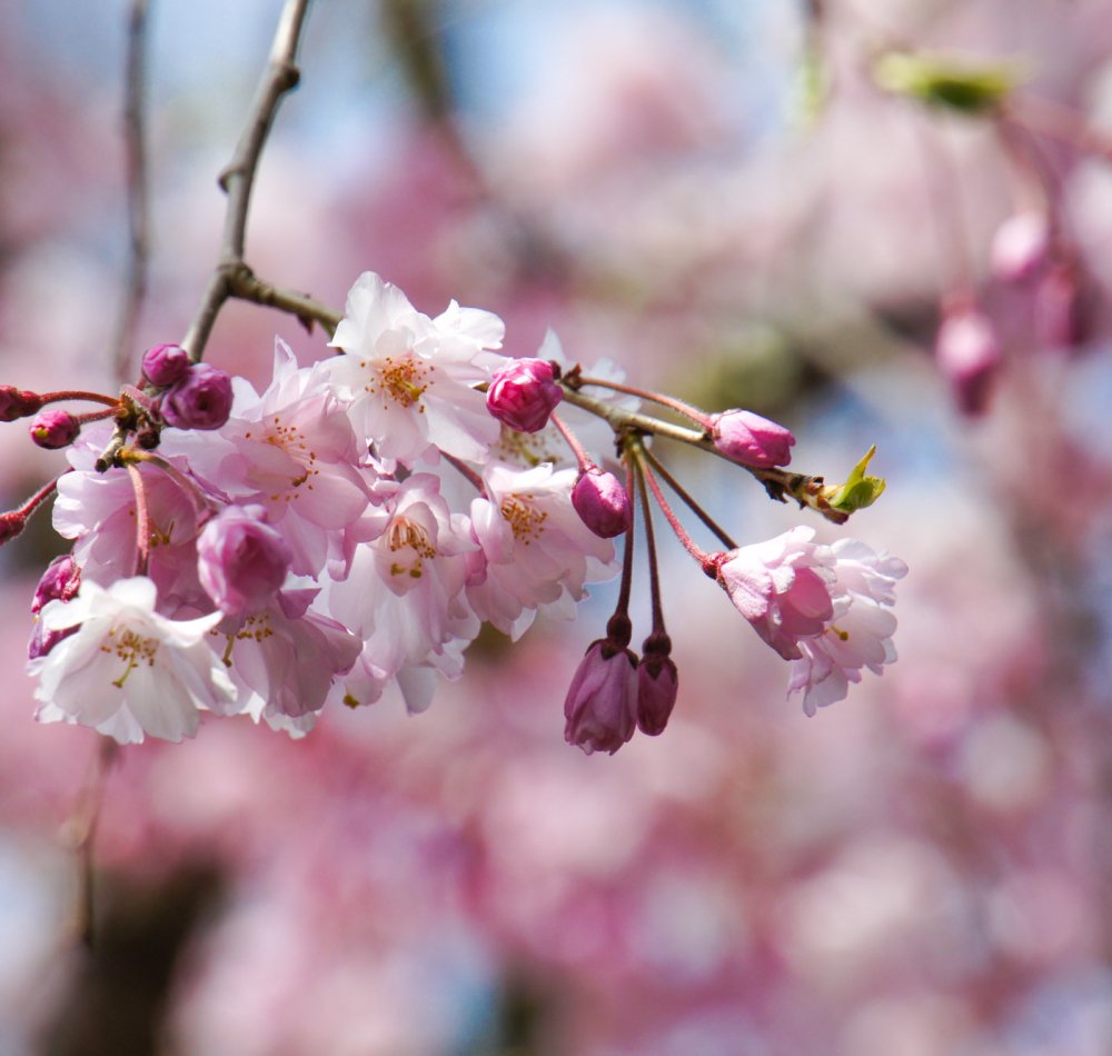 Parc Maruyama (Kyoto), Célébration de Ohanami au printemps