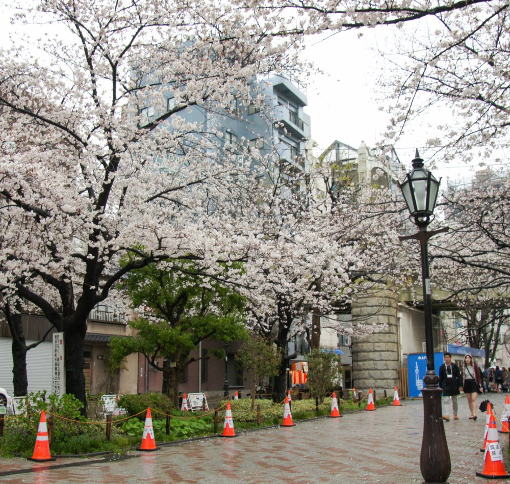 Parc Sumida à Asakusa (Tokyo), Cerisiers en fleurs au printemps