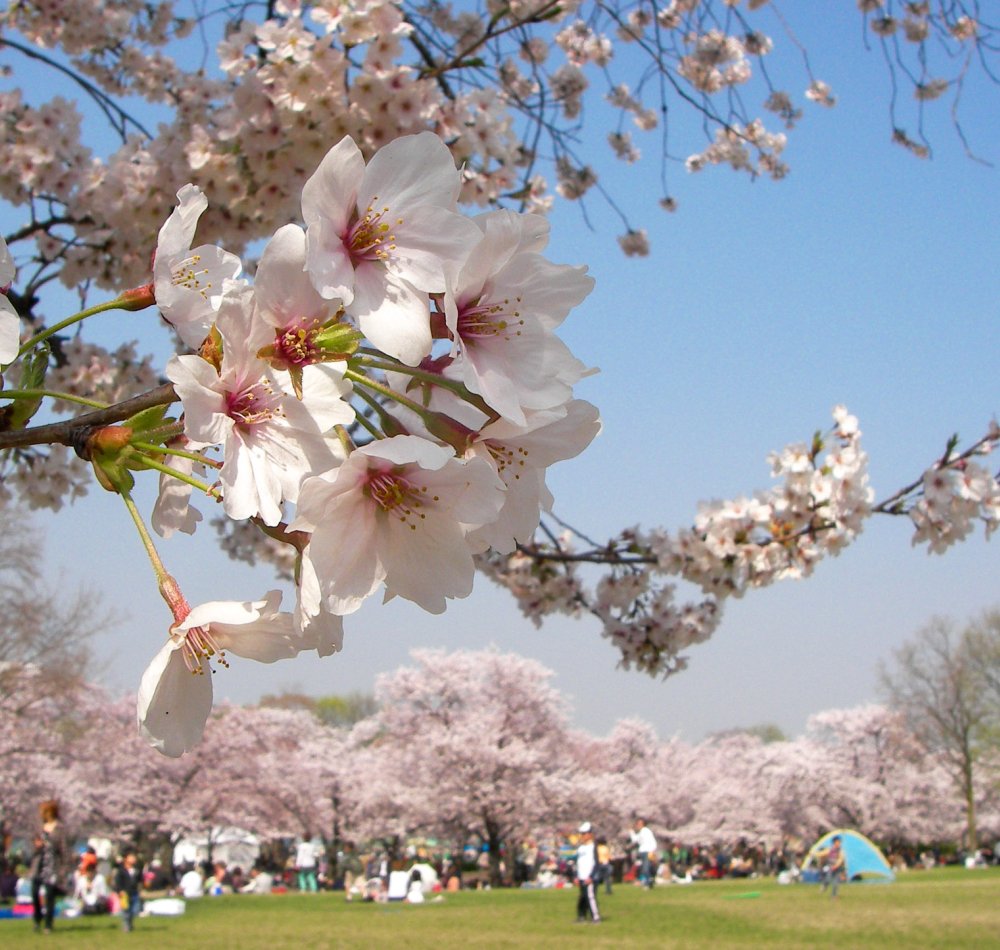 Parc Expo'70 (Osaka), le Soleil Noir à l'arrière de la Tour du Soleil