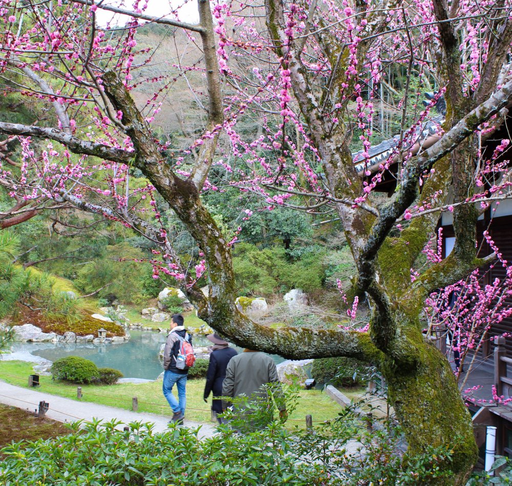 Shoren-in (Kyoto), Visiteuses en kimono traditionnel Shoren-in (Kyoto), Visiteuses en kimono traditionnel