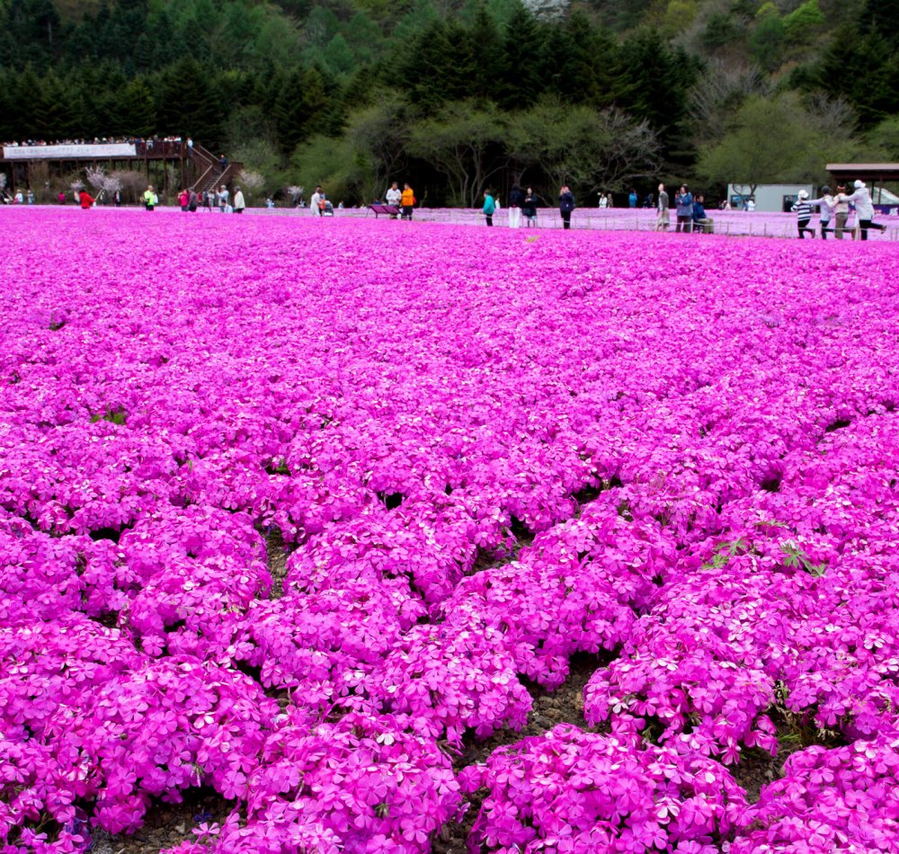 Cerisiers-pelouses et Mont Fuji au Fuji Shibazakura Matsuri Cerisiers-pelouses et Mont Fuji au Fuji Shibazakura Matsuri