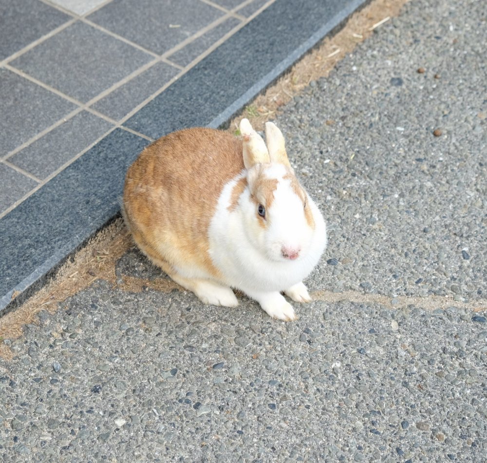 Okunoshima, Lapins