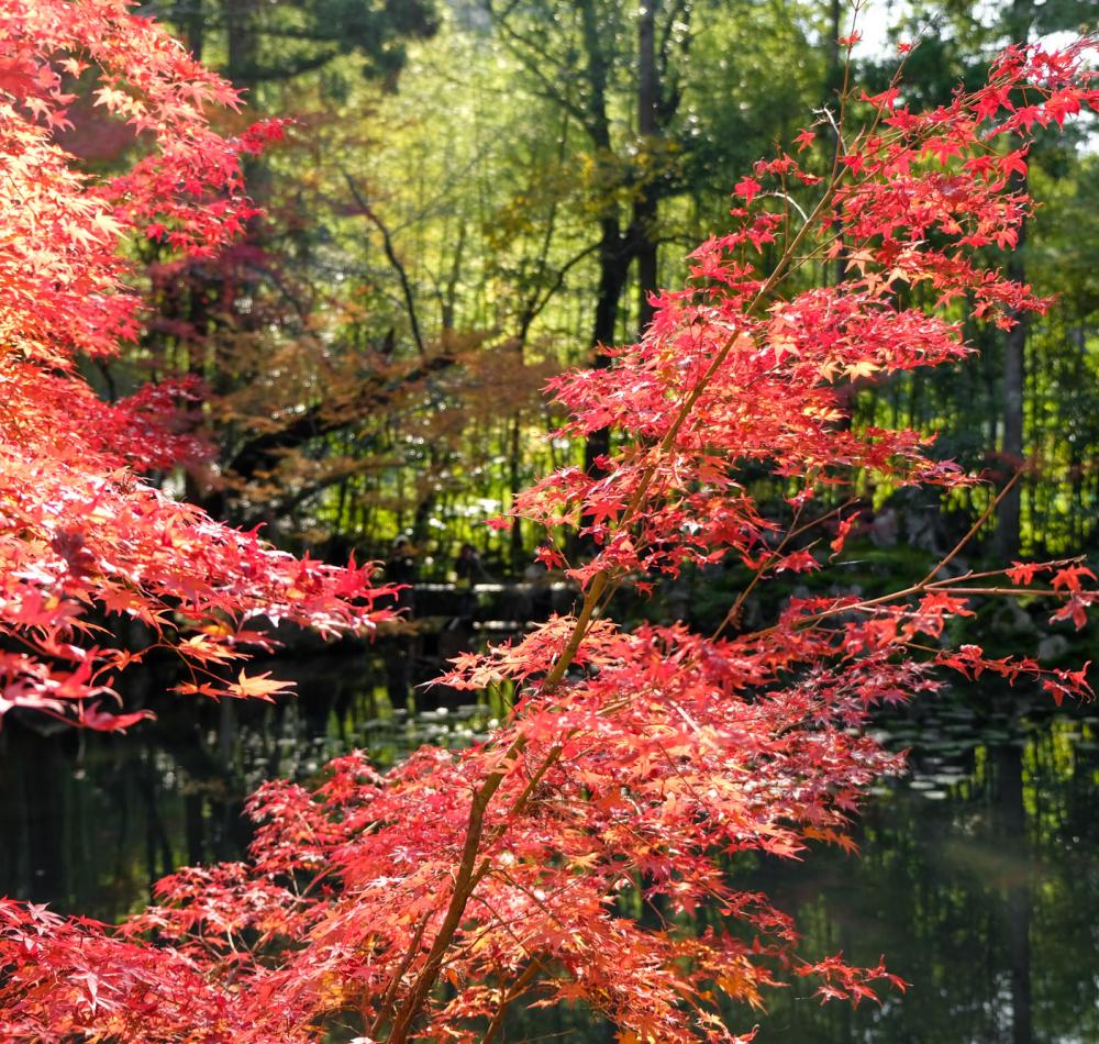 Tenju-an (Kyoto), vue sur le jardin en automne Tenju-an (Kyoto), vue sur le jardin en automne