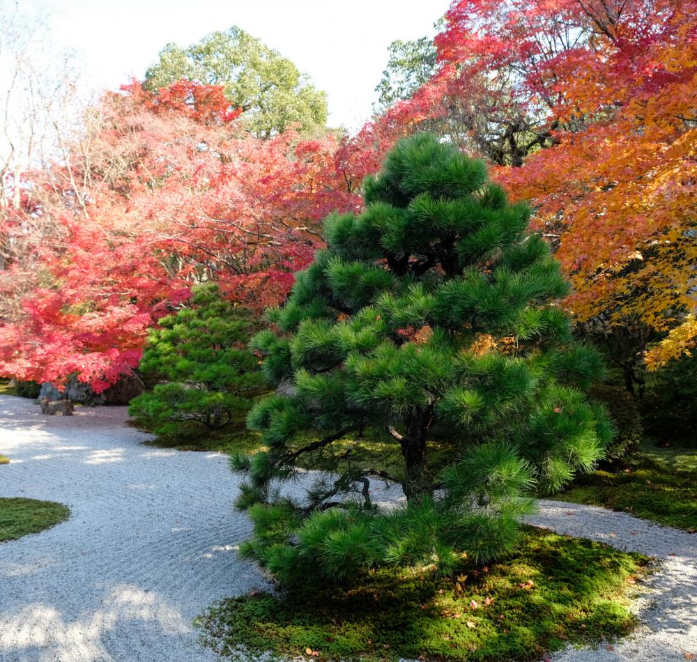 Tenju-an (Kyoto), vue sur le jardin en automne