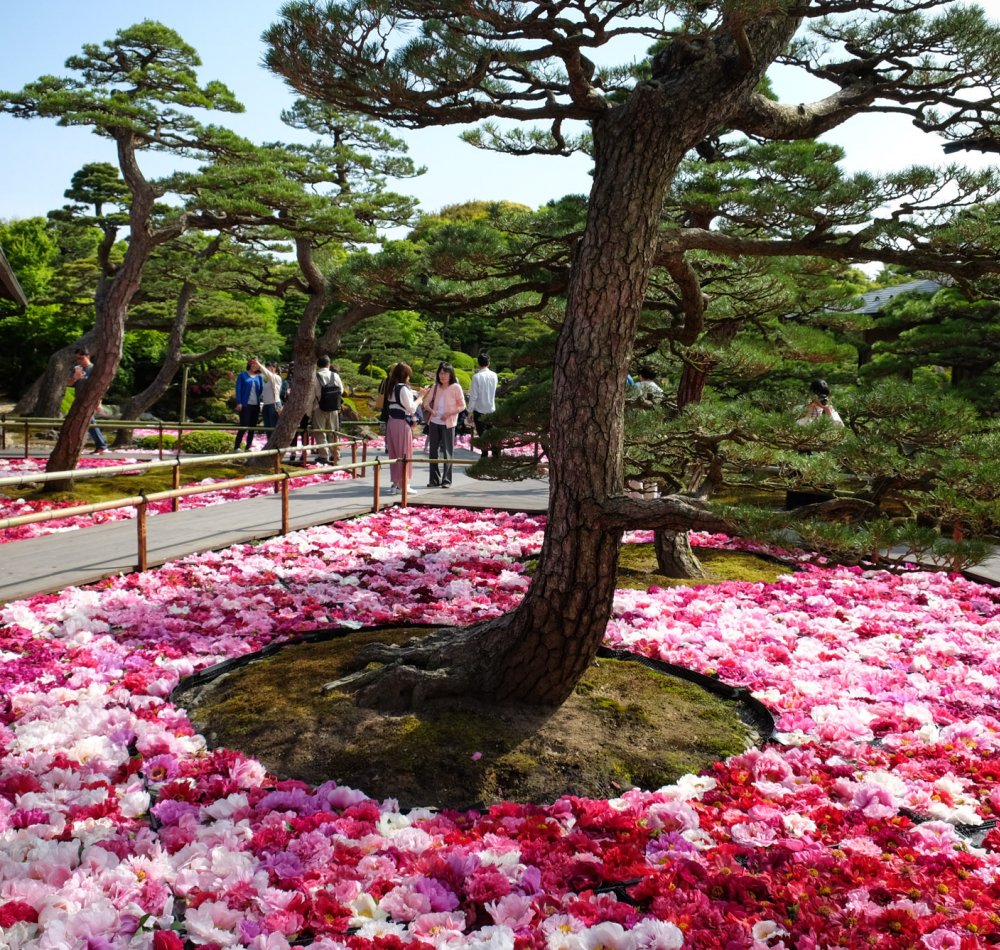 Yushi-en, Fleurs de pivoines disposées sur l'eau Yushi-en, Fleurs de pivoines disposées sur l'eau