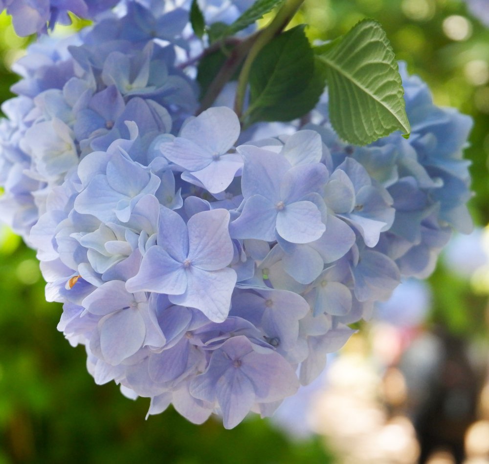 Meigetsu-in et hortensias Ajisai en juin Meigetsu-in et hortensias Ajisai en juin