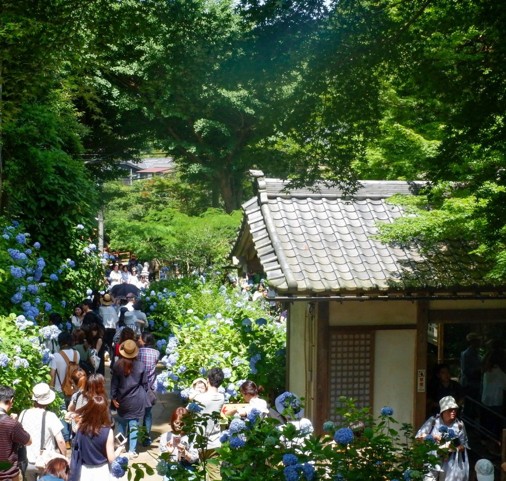 Meigetsu-in et hortensias Ajisai en juin