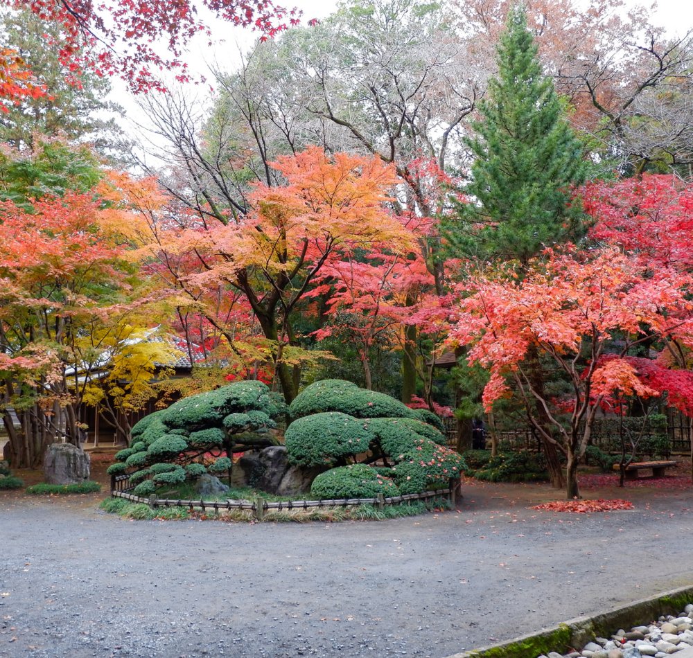Érables rouges au temple Heirin-ji (Saitama)