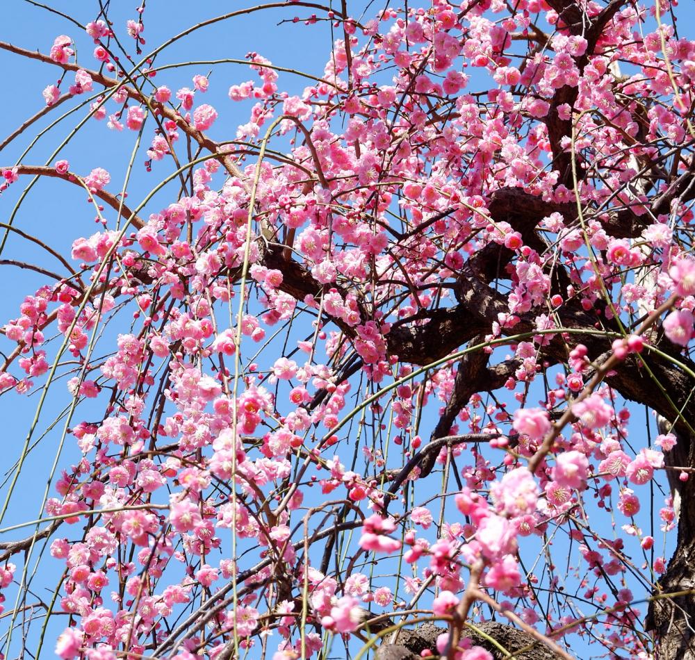 Pavillon principal du sanctuaire Ushi-Tenjin Kitano-jinja à Tokyo
