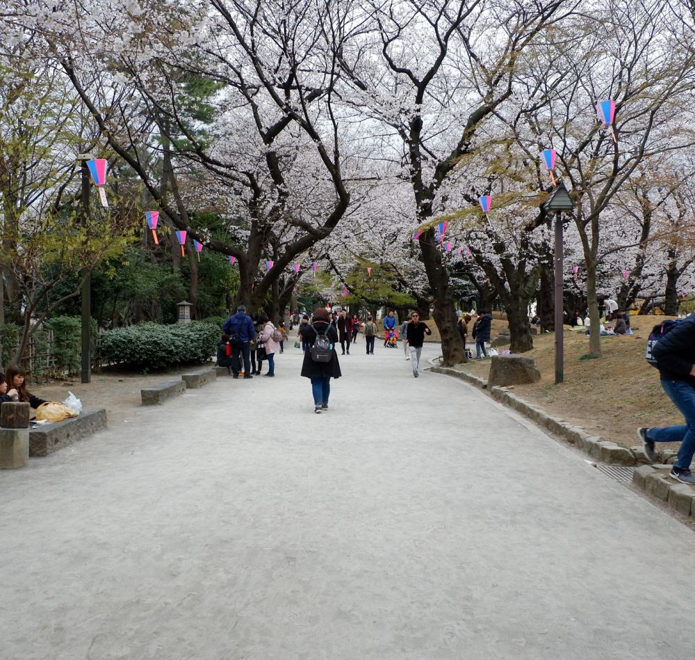 Parc Asukayama, Jeunes Japonais pique-niquant sous les cerisiers en fleurs