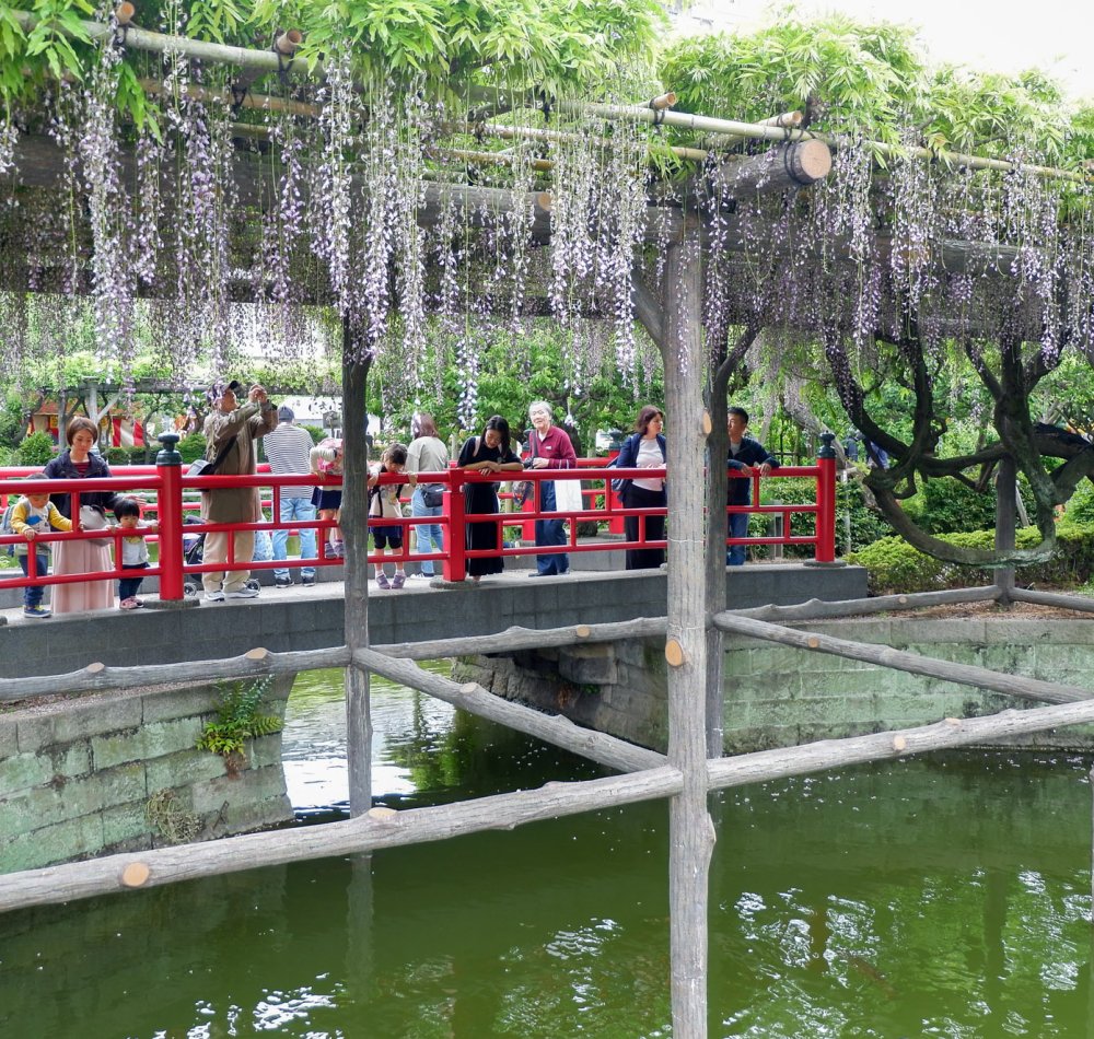 Vue sur Tokyo SkyTree et glycines en fleurs depuis le sanctuaire Kameido Tenjin