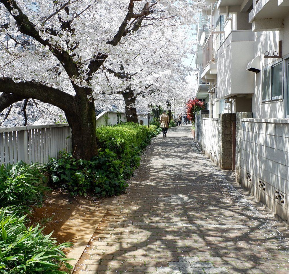 La rivière Kanda et ses cerisiers en fleur depuis le pont Omokage-bashi