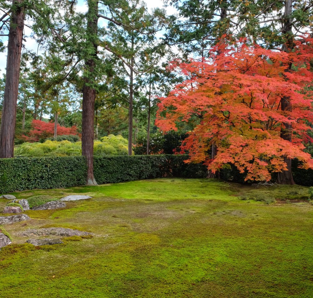 Entsu-ji (Kyoto), vue sur le jardin sec en automne