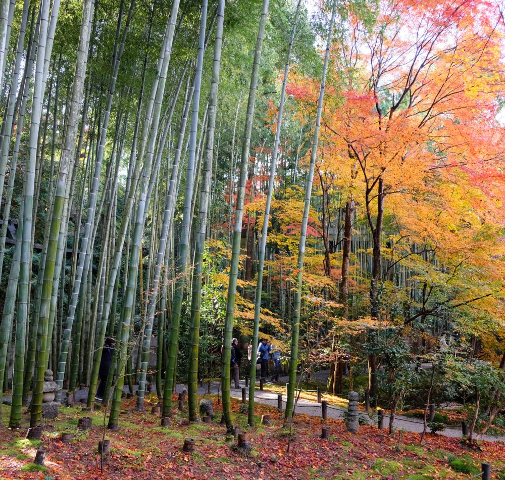 Enko-ji, vue sur le jardin Honryutei Enko-ji, vue sur le jardin Honryutei