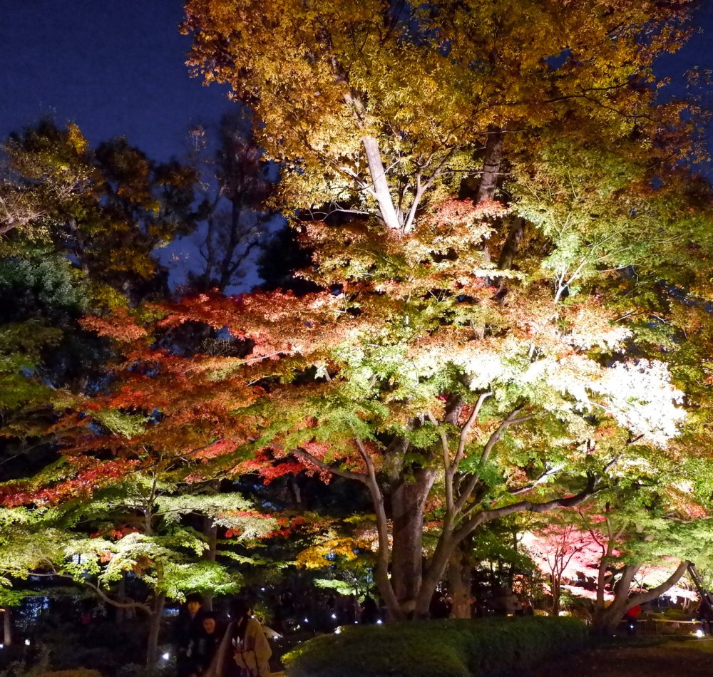 Parc Otaguro (Tokyo), vue de nuit et en automne sur le plan d'eau du jardin japonais 