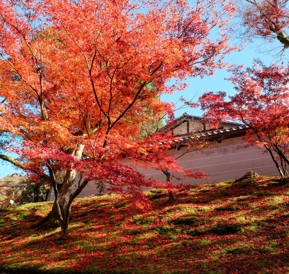 Manshu-in (Kyoto), vue sur Koshoin et le jardin en automne Manshu-in (Kyoto), vue sur Koshoin et le jardin en automne