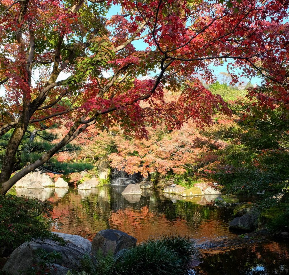 Koko-en, jardin de la résidence du seigneur, plan d'eau et érables rouges en novembre Koko-en, jardin de la résidence du seigneur, plan d'eau et érables rouges en novembre