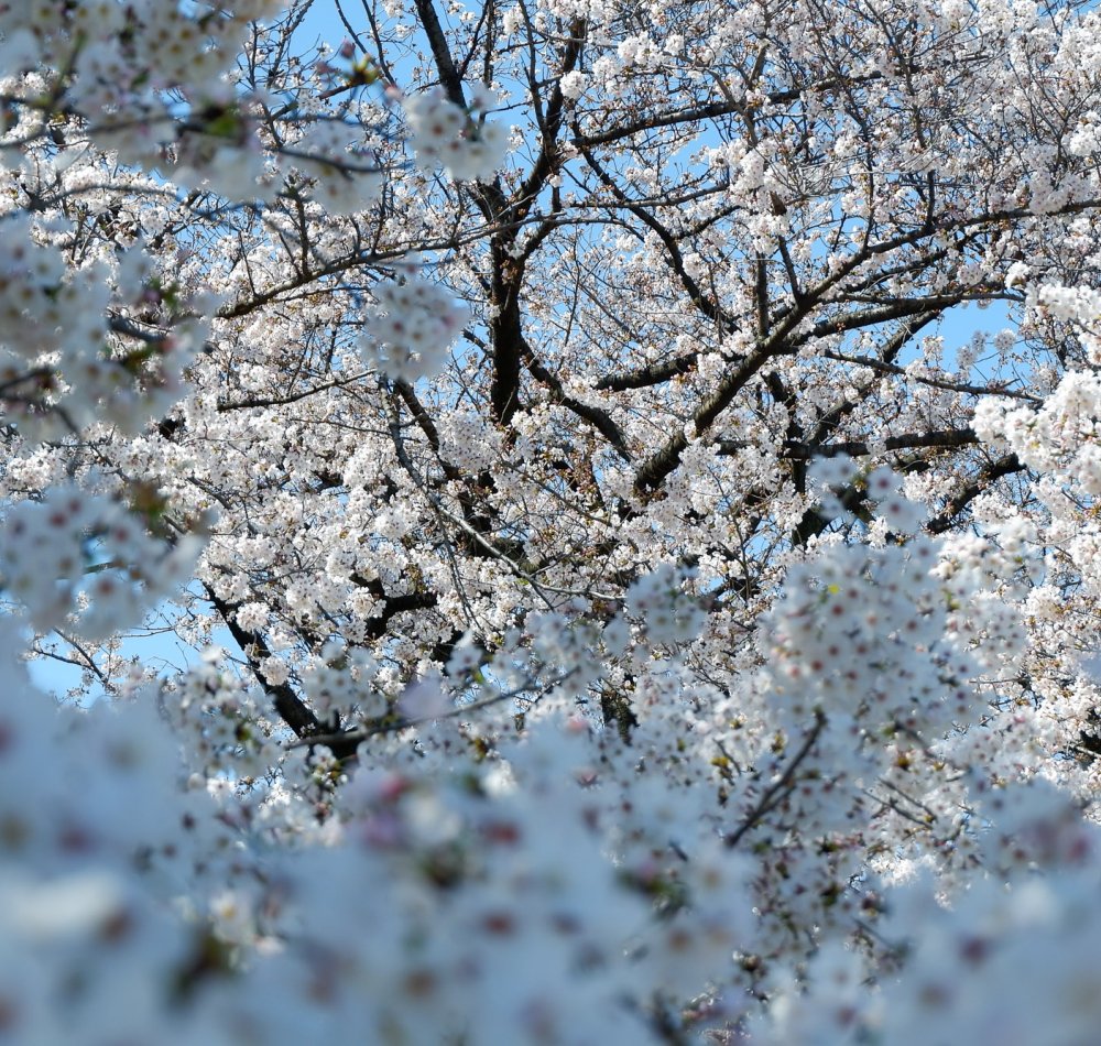 Jardin botanique de Koishikawa (Tokyo), pique-nique sous les cerisiers en fleurs au printemps