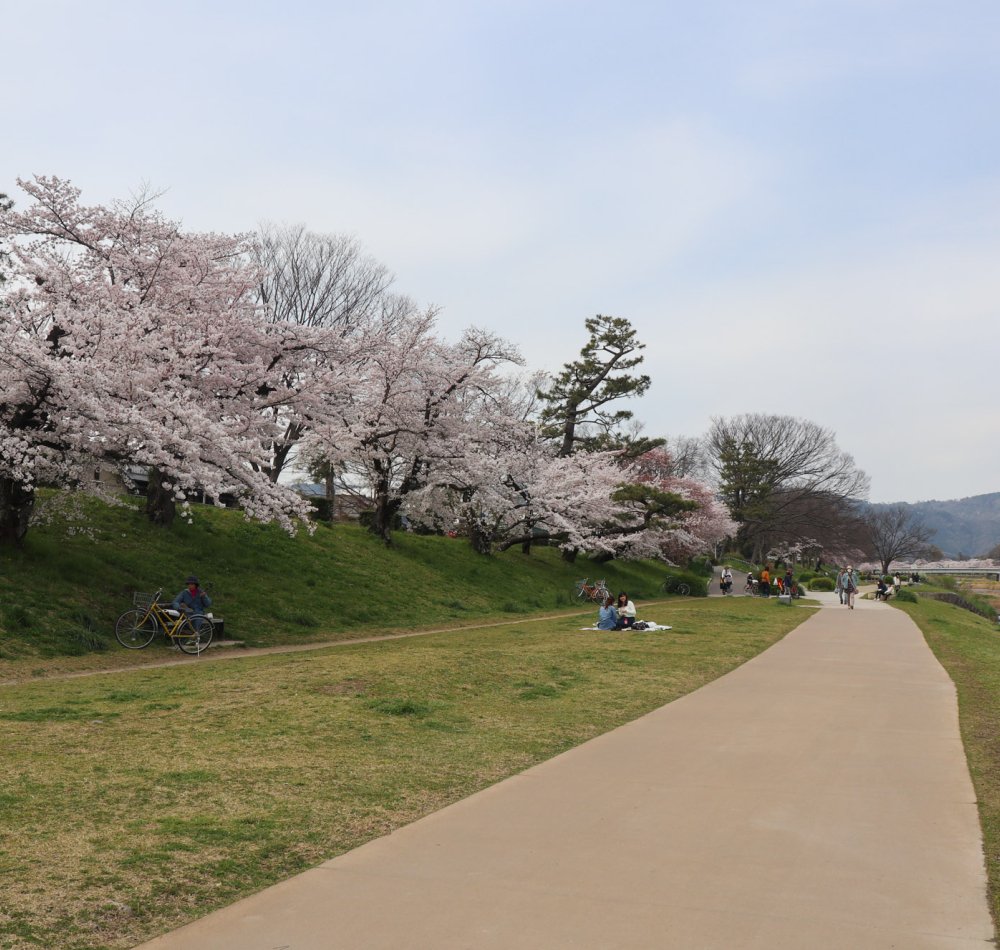 Kamo-gawa (Kyoto), vue sur le lit de la rivière bordée par les cerisiers en fleurs au printemps Kamo-gawa (Kyoto), vue sur le lit de la rivière bordée par les cerisiers en fleurs au printemps