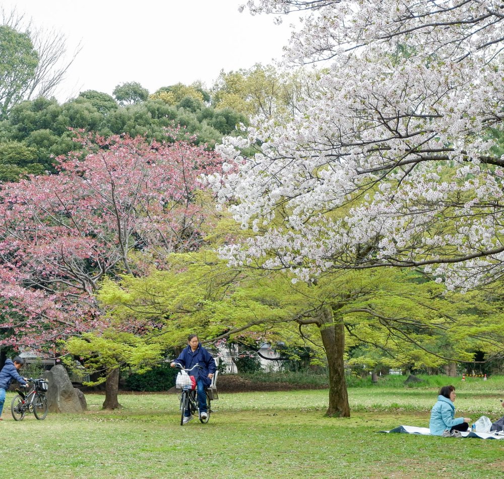 Parc d'Omiya (Saitama), balade sous les cerisiers en fleurs au printemps