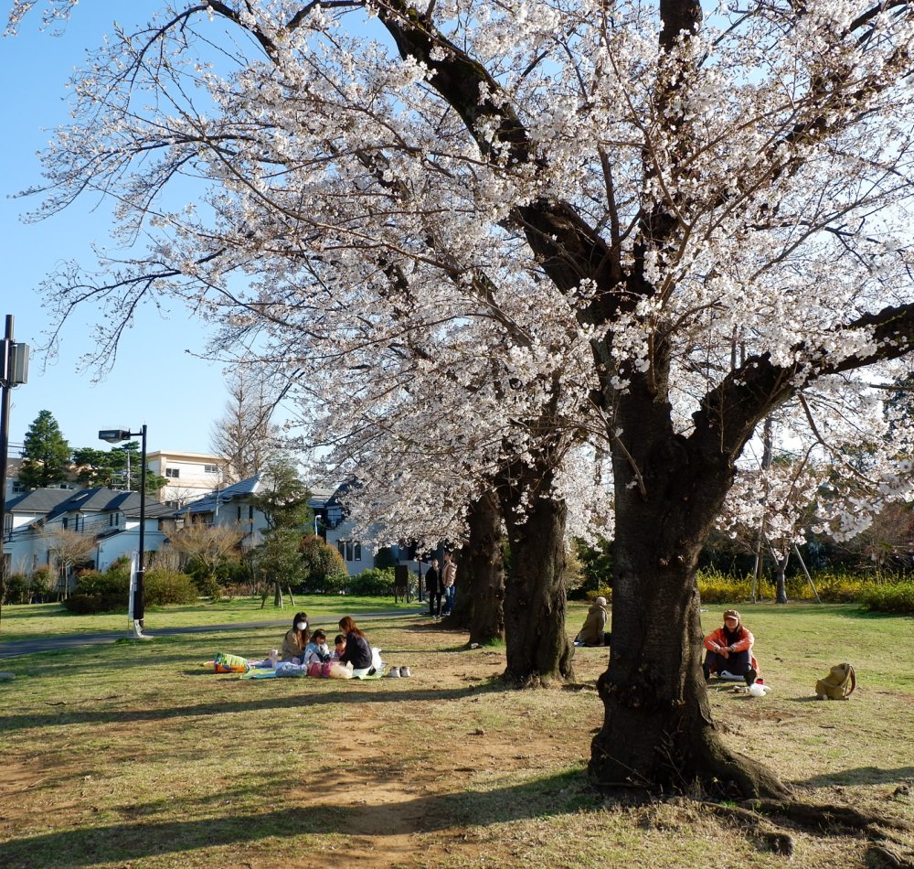 Zenpukuji-gawa (Tokyo), rivière bordée de cerisiers en fleurs au printemps
