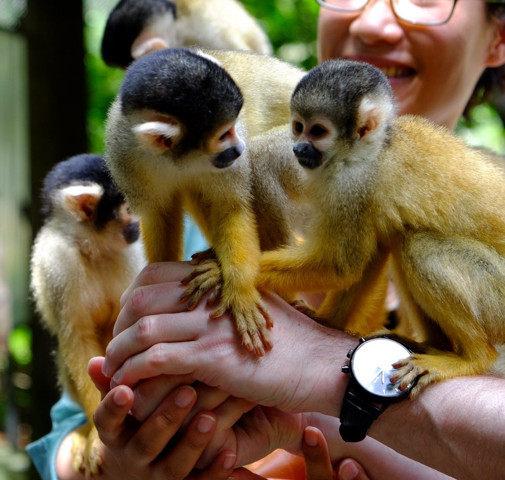 Yaimamura (Ishigaki), rencontre avec les singes-écureuils Yaimamura (Ishigaki), rencontre avec les singes-écureuils