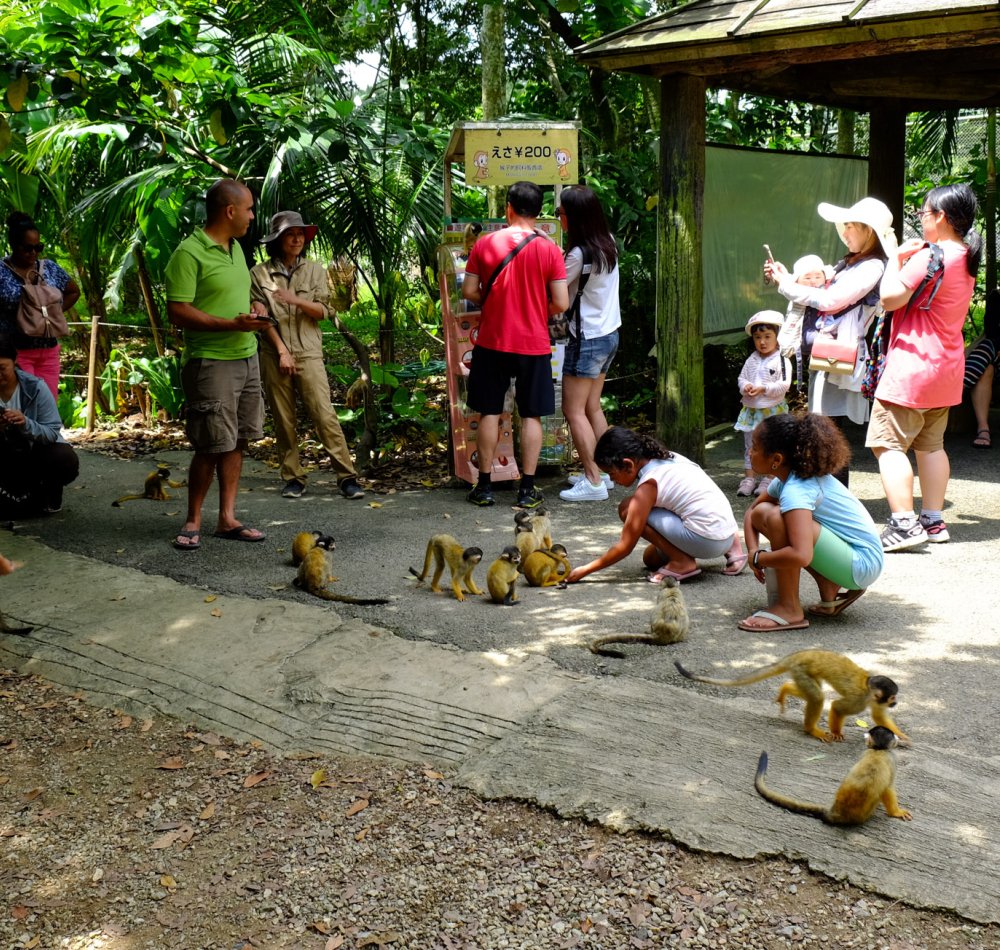 Yaimamura (Ishigaki), rencontre avec les singes-écureuils