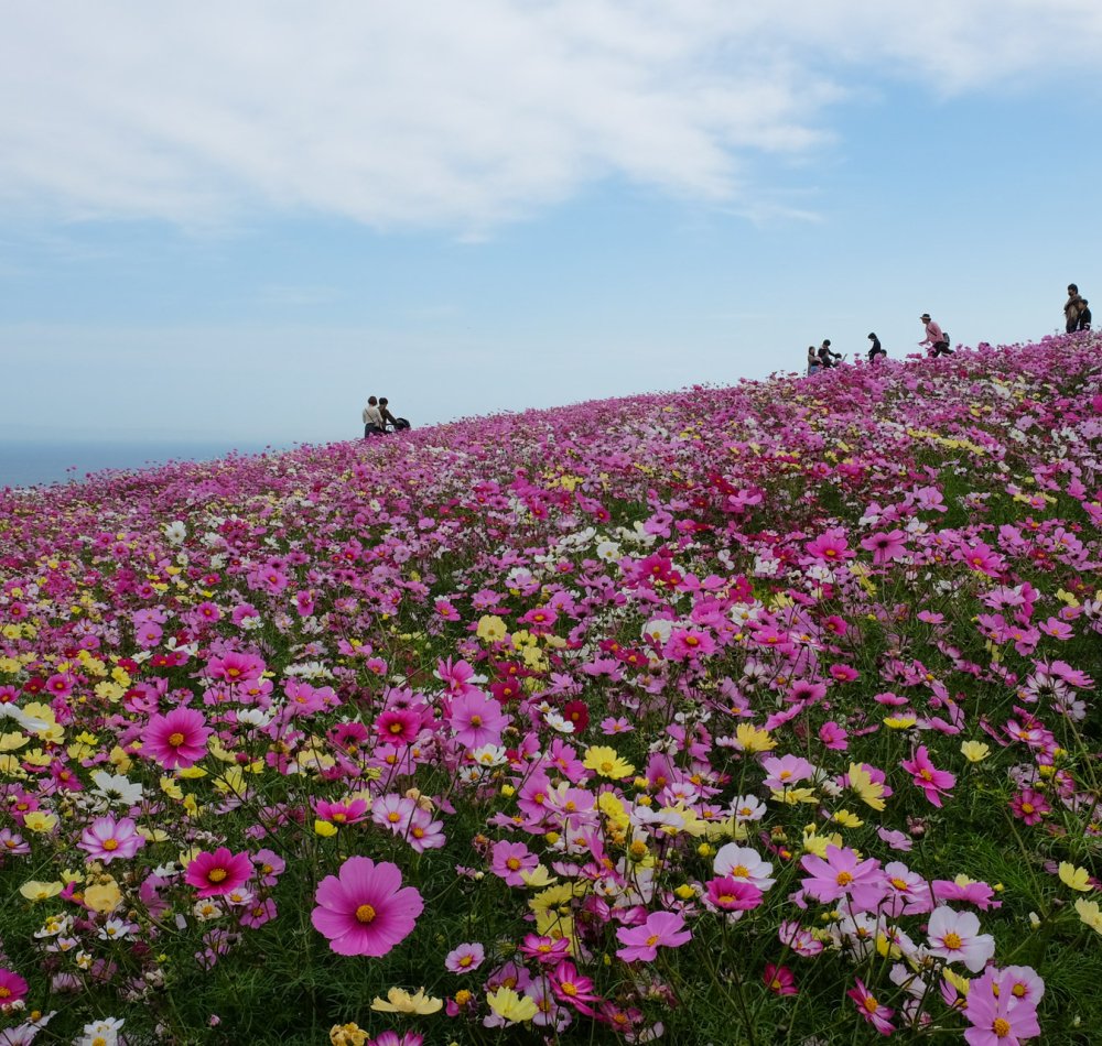 Awaji Hanasajiki, champs de fleurs cosmos en automne Awaji Hanasajiki, champs de fleurs cosmos en automne