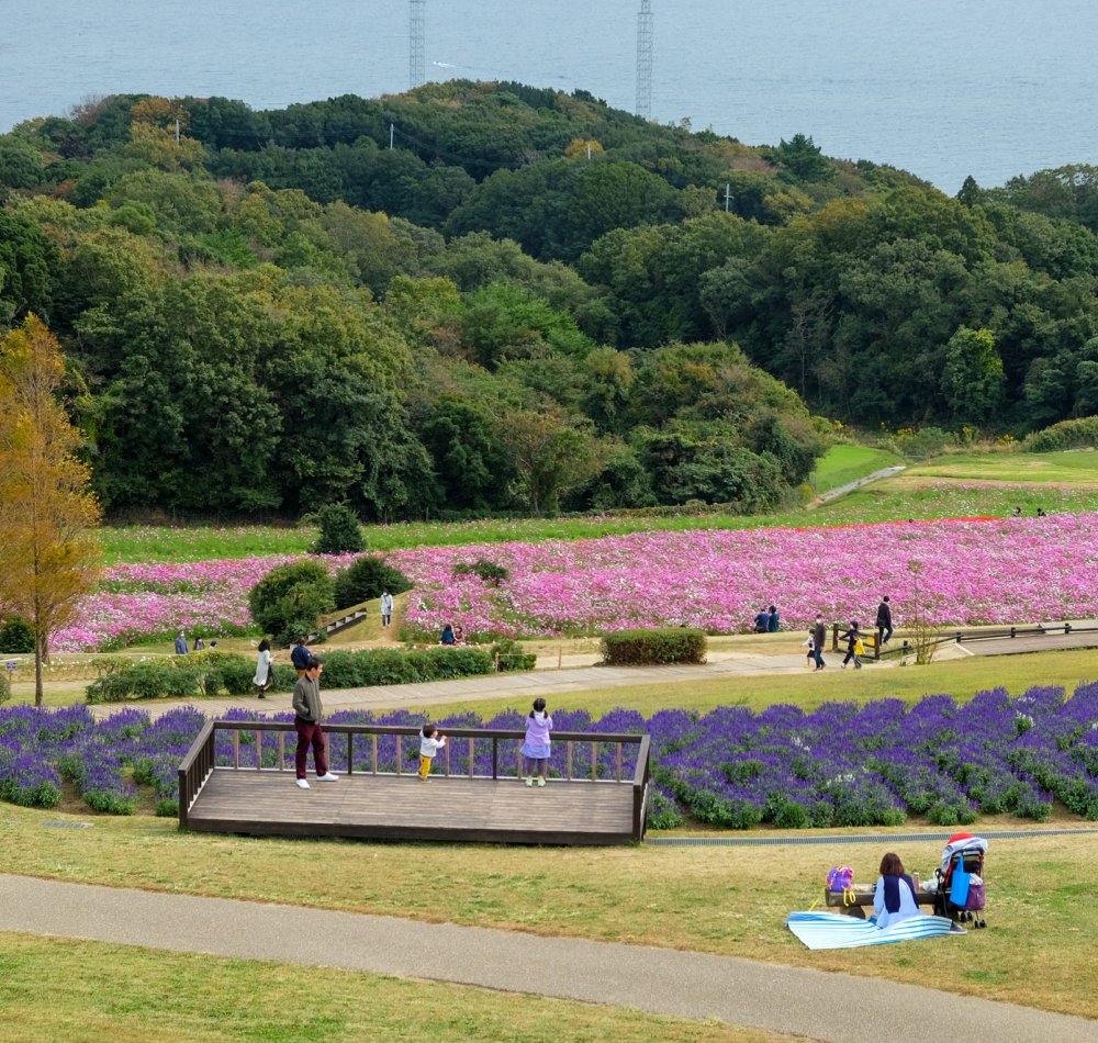 Awaji Hanasajiki, champs de fleurs cosmos en automne Awaji Hanasajiki, champs de fleurs cosmos en automne