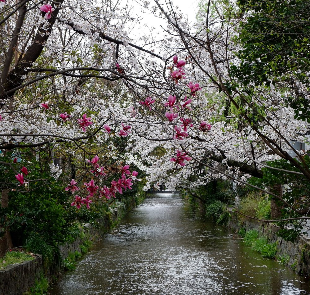 Kiyamachi-dori (Kyoto), cerisiers en fleurs le long du canal Takase