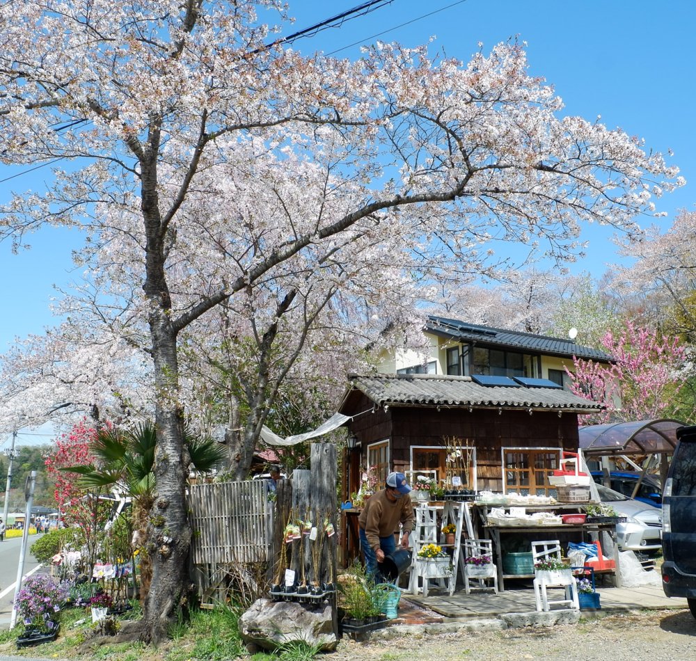 Parc Hanamiyama (Fukushima), champs de colza et cerisiers en fleurs