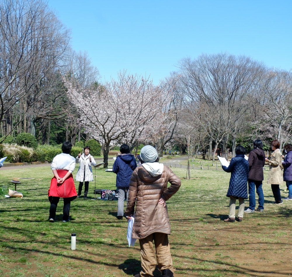 Parc Koganei (Tokyo), pique-nique sous les cerisiers en fleurs au printemps