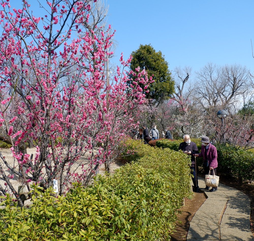 Parc Hanegi (Setagaya, Tokyo), pruniers en fleurs entre février et début mars