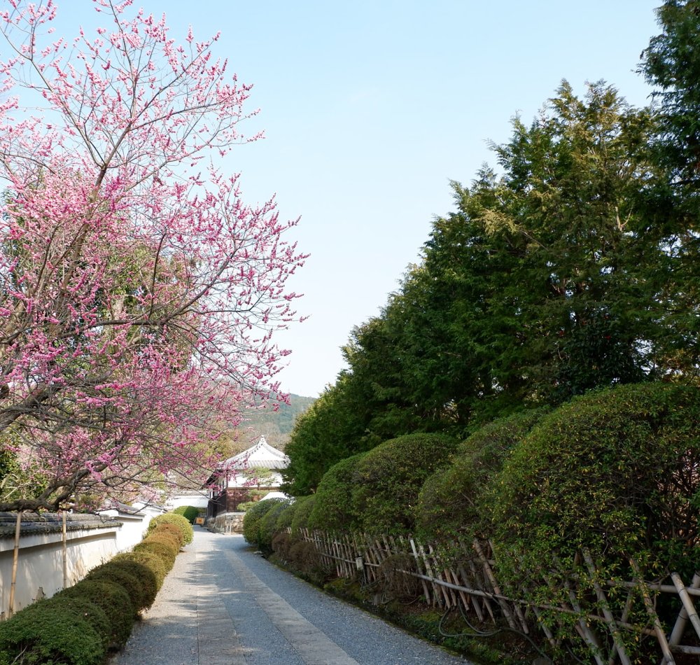 Zuishin-in (Kyoto), visite intérieure du pavillon Omoteshoin en direction de l'autel bouddhiste