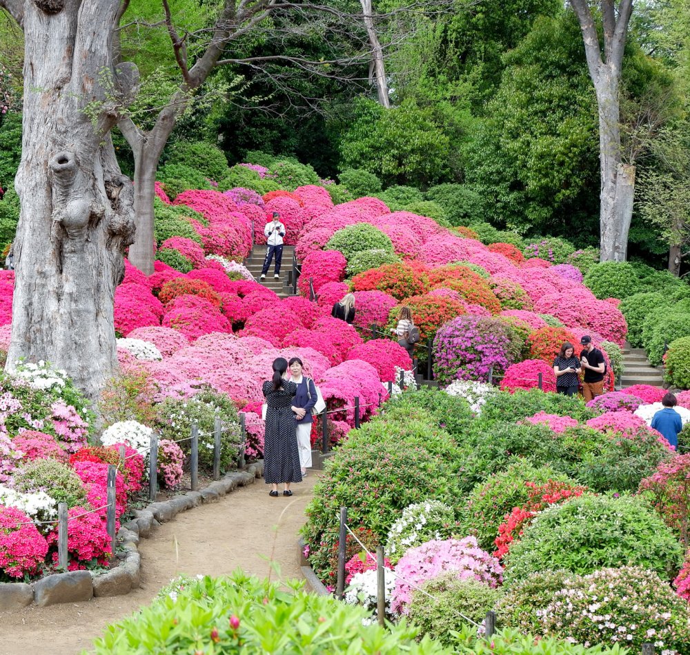 Bunkyo Tsutsuji Matsuri (Tokyo), allée du jardin d'azalées du sanctuaire Nezu-jinja