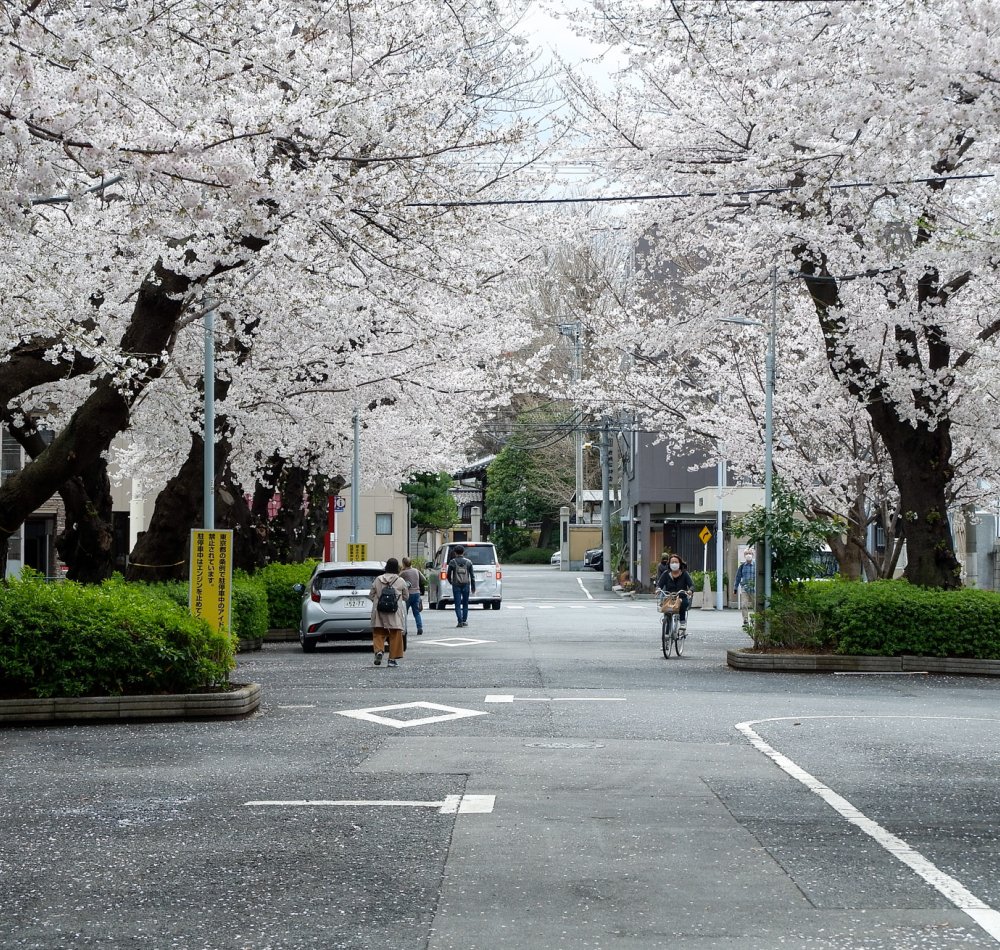 Cimetière de Yanaka (Tokyo), allée entre les tombes en période de sakura