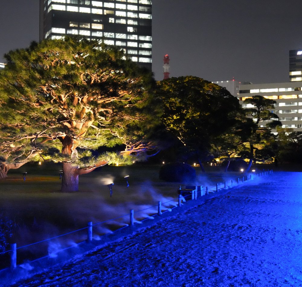Hamarikyu Tsukimi Sanpo (Tokyo), vue nocturne sur le pont de l'étang Shioiri-no-ike et pin du Japon