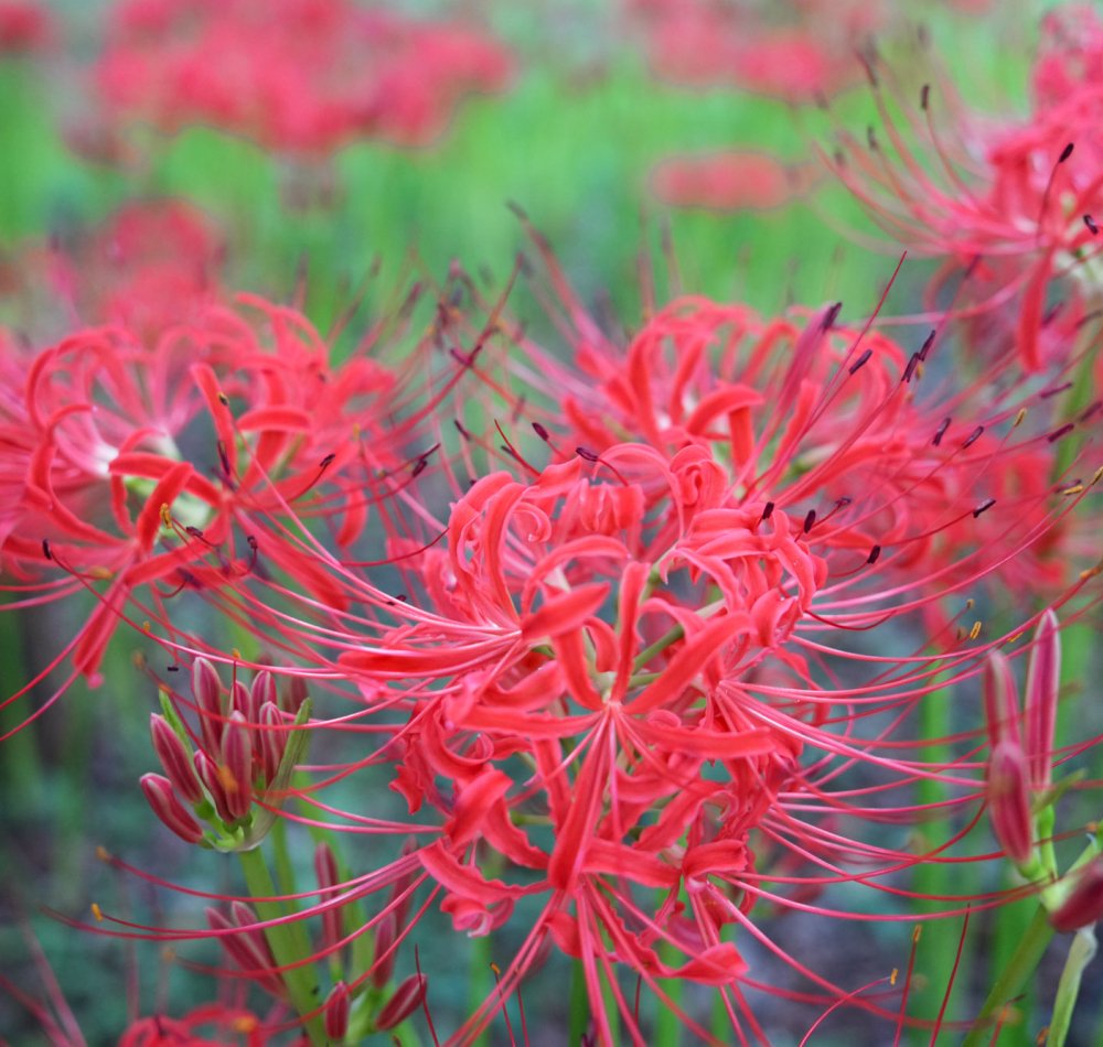 Kinchakuda Manjushage (Saitama), lycoris rouges en cours de floraison fin septembre