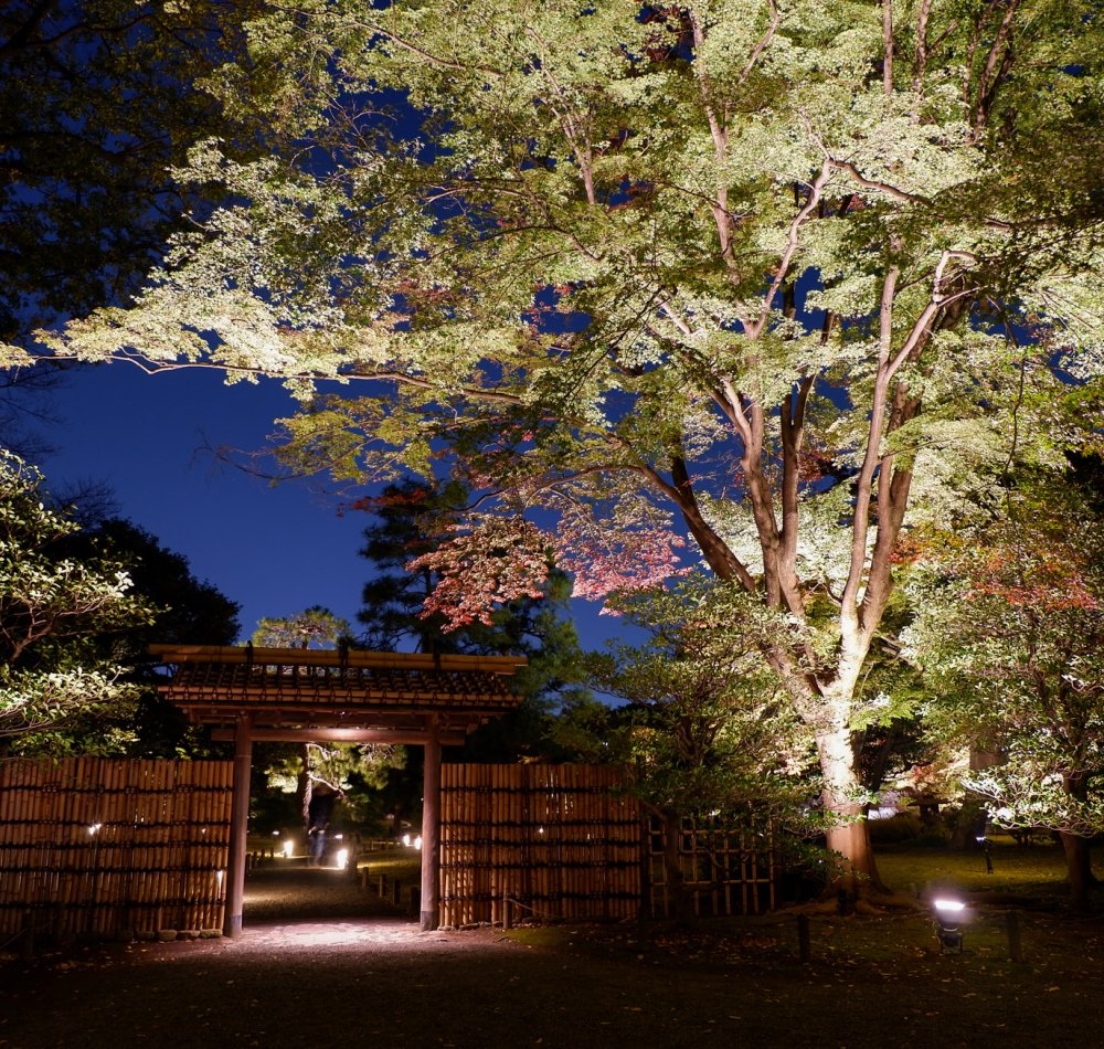 Illuminations automnales du Rikugi-en (Tokyo), vue nocturne du jardin japonais autour de l'étang principal