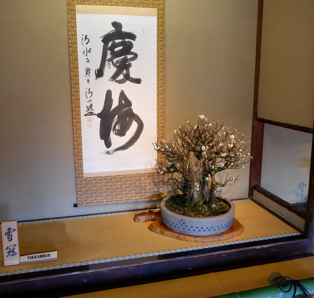 Nagahama Bonbaiten (lac Biwa), exposition de bonsaï de fleurs de prunier à la fin de l'hiver