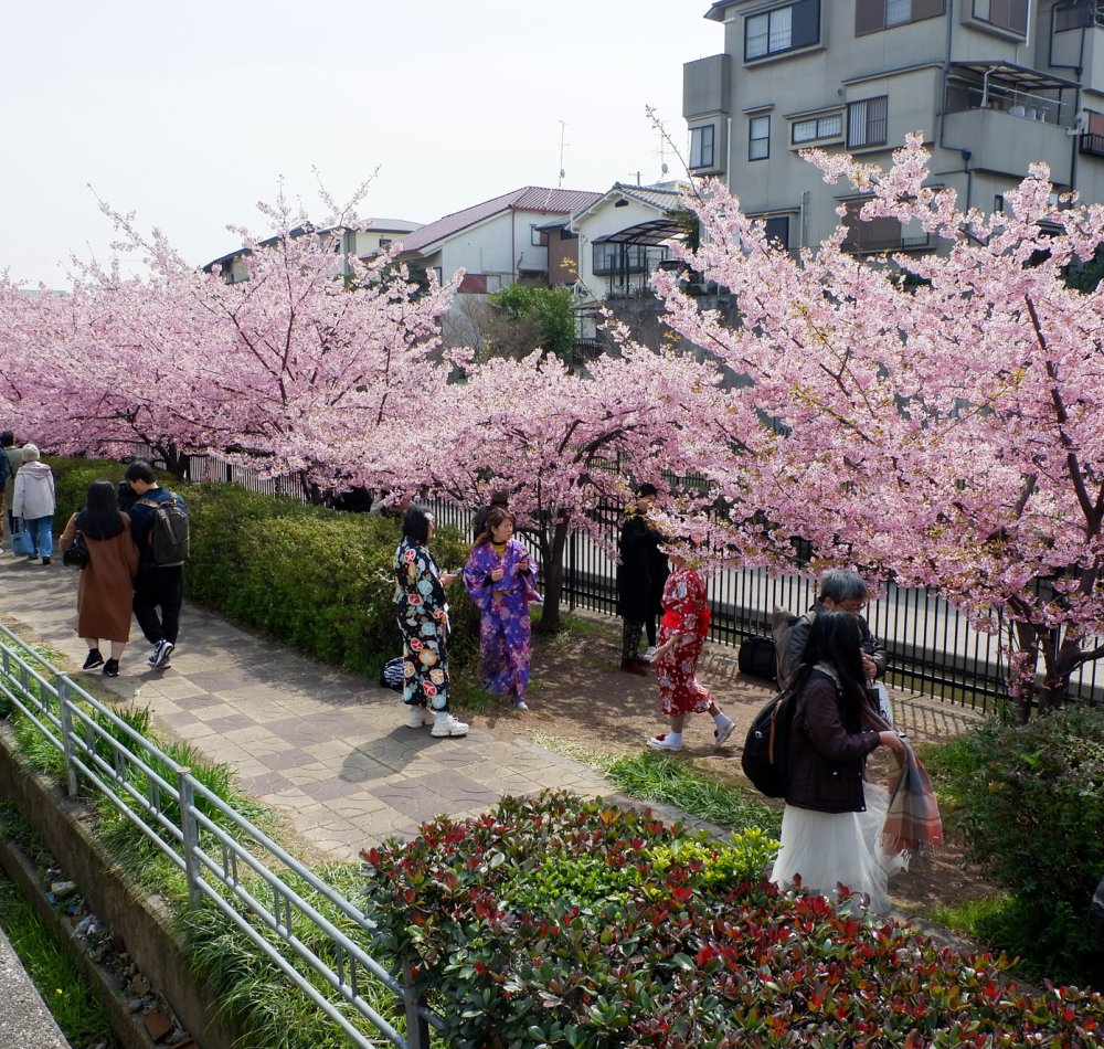 Yodo Suiro Waterway (Kyoto), Japonais en train de pique-niquer sous les cerisiers Kawazu en fleurs en mars