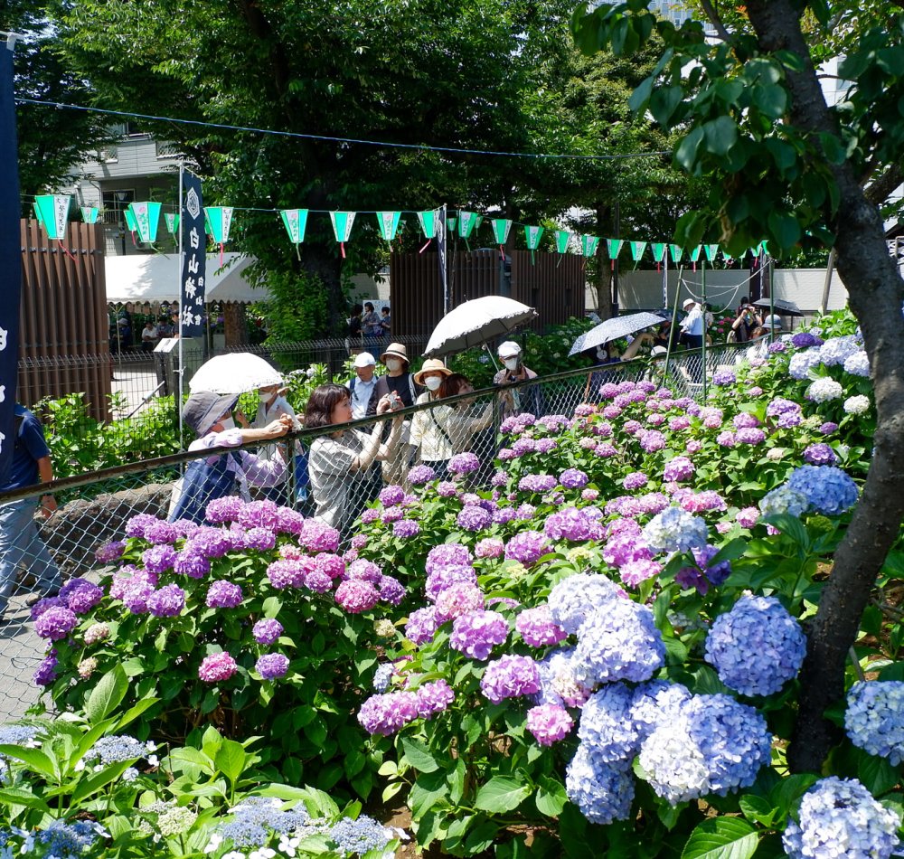 Hakusan-jinja (Tokyo), vue sur les hortensias en fleurs au pied de la colline Fujizuka 