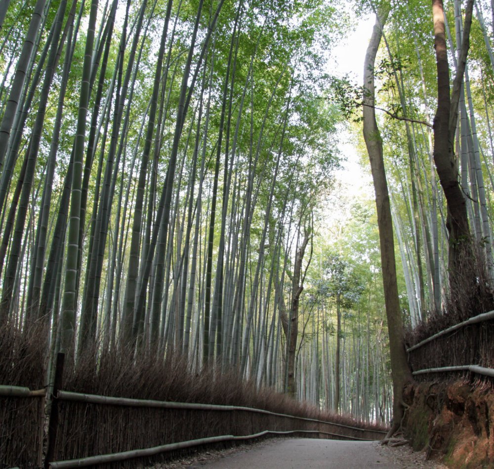 Forêt de bambous d'Arashiyama à Kyoto