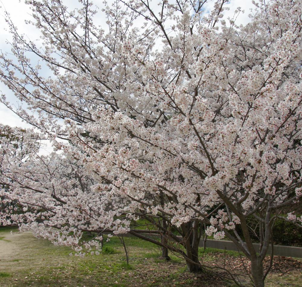 Vue sur Kobe depuis le parc Egeyama