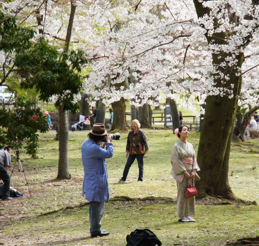 Parc de Nara, cerf Shika