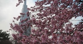 Shinjuku Gyoen (Tokyo), Vue sur le jardin japonais aux 1ères floraisons à la fin de l'hiver