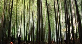 Kodai-ji (Kyoto), Illumination nocturne des momiji en automne