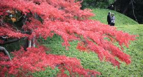 Koishikawa Korakuen (Tokyo) en automne